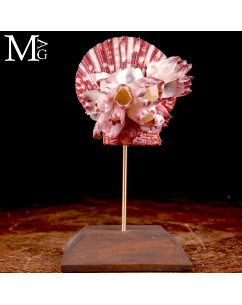 Pecten Gloriosa con Balani Naturali