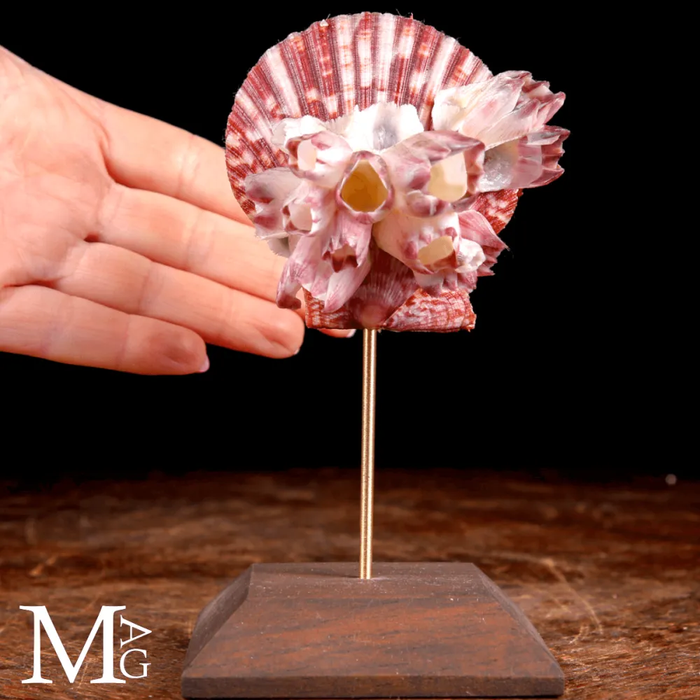 Pecten Gloriosa con Balani Naturali