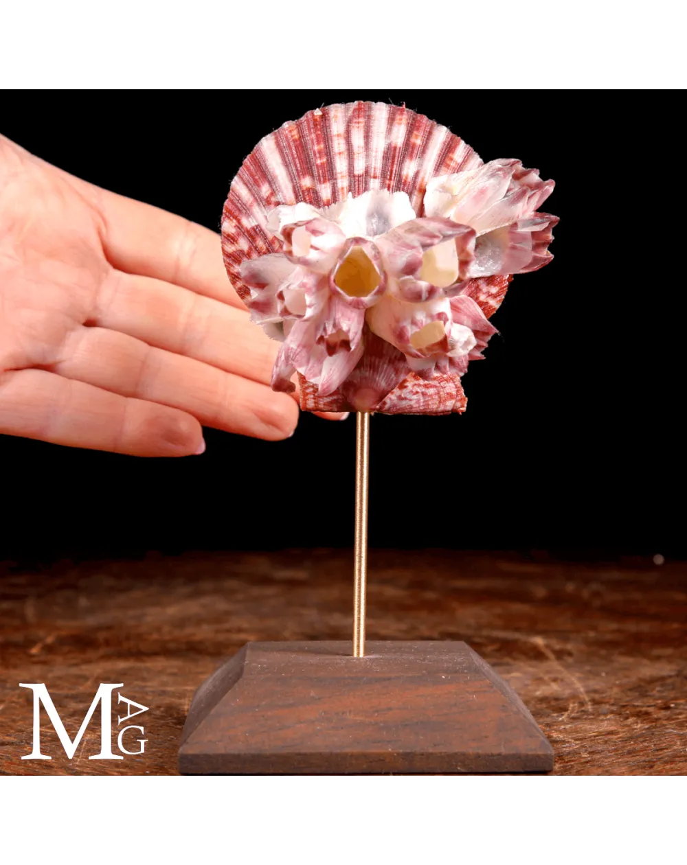 Pecten Gloriosa con Balani Naturali