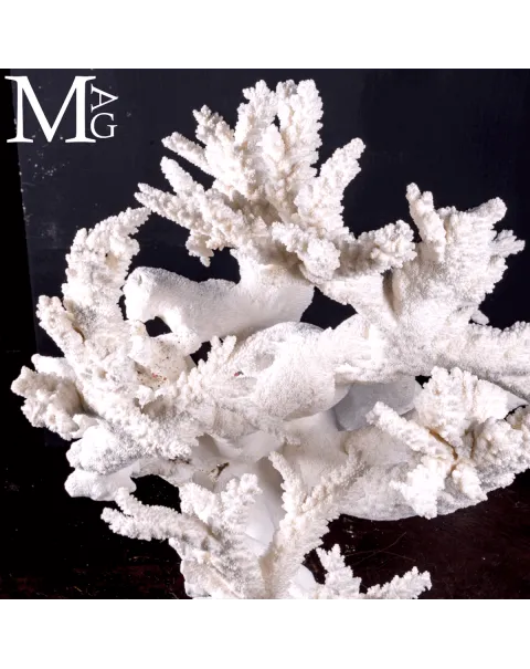 Acropora Colosso Naturale Esclusivo.