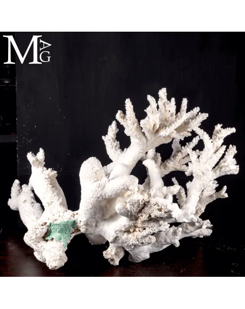 Acropora Colosso Naturale Esclusivo.