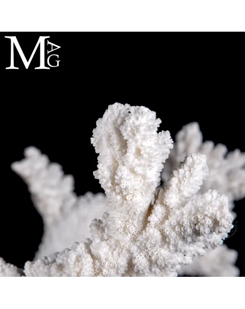 Acropora Colosso Naturale Esclusivo.