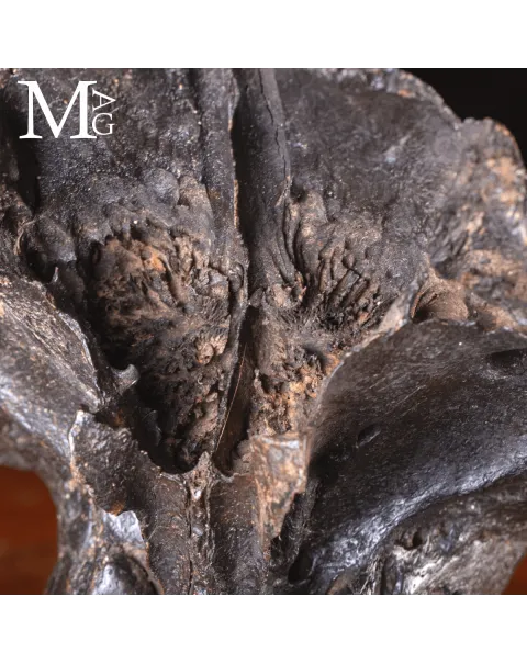 Scatola Cranica e Frontale di Megaloceros Giganteus.