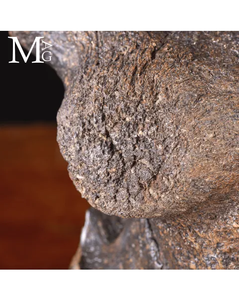 Scatola Cranica e Frontale di Megaloceros Giganteus.