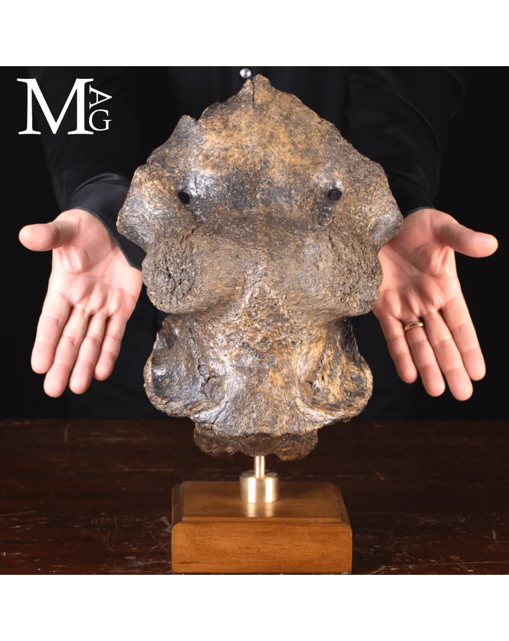 Scatola Cranica e Frontale di Megaloceros Giganteus.