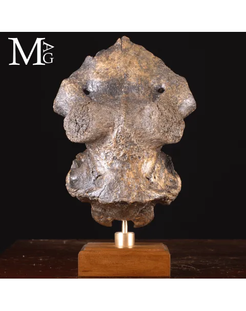 Scatola Cranica e Frontale di Megaloceros Giganteus.