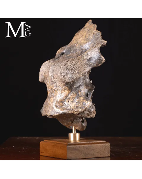 Scatola Cranica e Frontale di Megaloceros Giganteus.