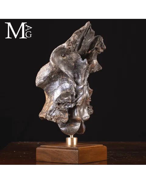 Scatola Cranica e Frontale di Megaloceros Giganteus.