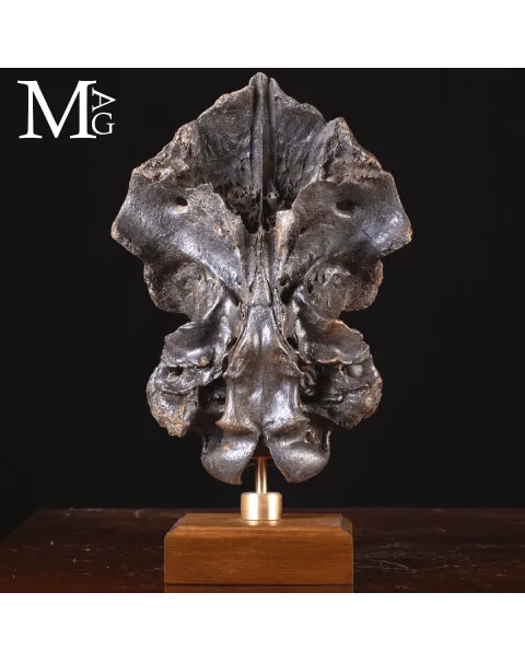 Scatola Cranica e Frontale di Megaloceros Giganteus.