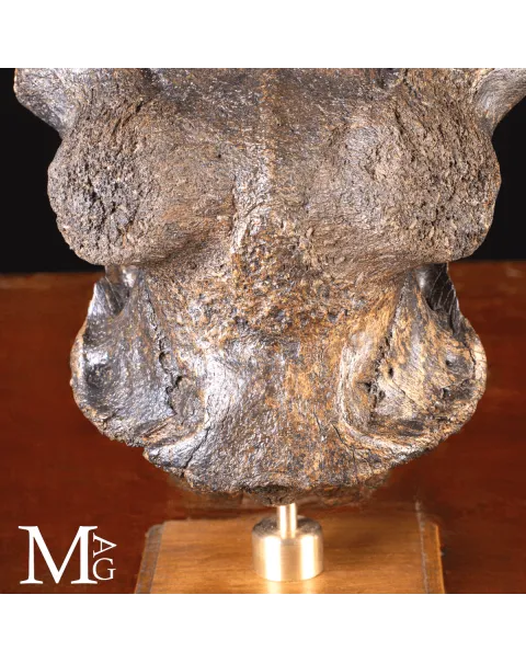 Scatola Cranica e Frontale di Megaloceros Giganteus.