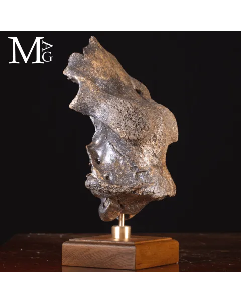Scatola Cranica e Frontale di Megaloceros Giganteus.