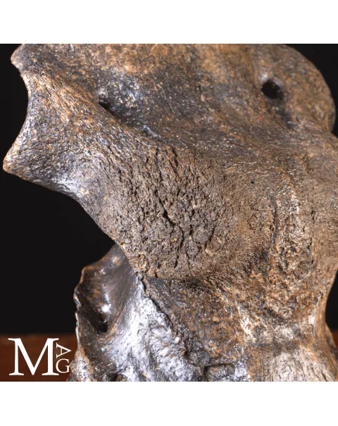 Scatola Cranica e Frontale di Megaloceros Giganteus.
