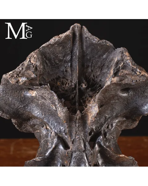 Scatola Cranica e Frontale di Megaloceros Giganteus.