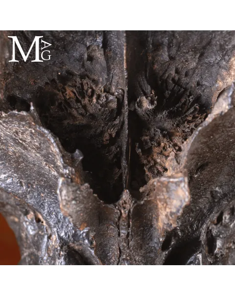 Scatola Cranica e Frontale di Megaloceros Giganteus.