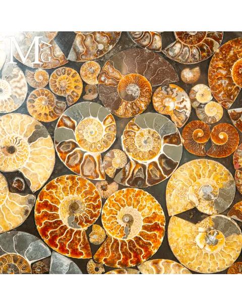 Top Tavolo esclusivo in ammoniti Cleoniceras – Fossili autentici.