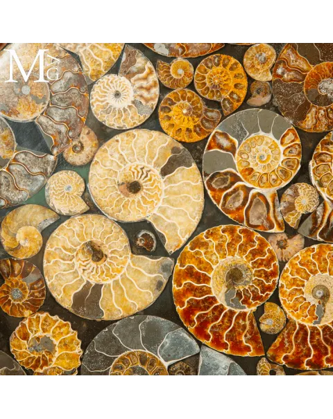 Top Tavolo esclusivo in ammoniti Cleoniceras – Fossili autentici.