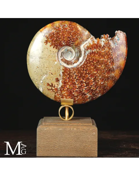 Ammonite Cleoniceras del Madagascar – tra scienza e arte.