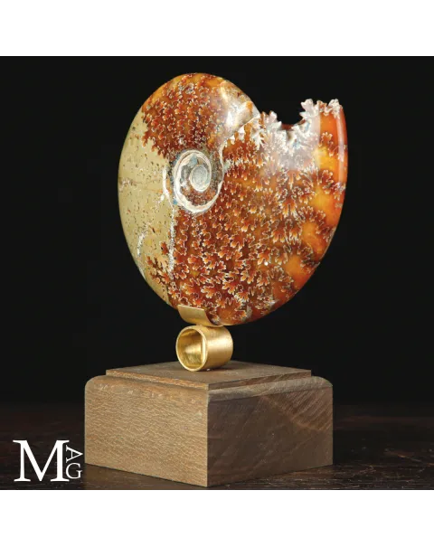 Ammonite Cleoniceras del Madagascar – tra scienza e arte.