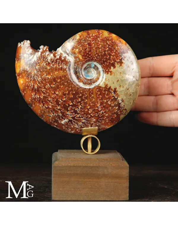 Ammonite Cleoniceras del Madagascar – tra scienz...
