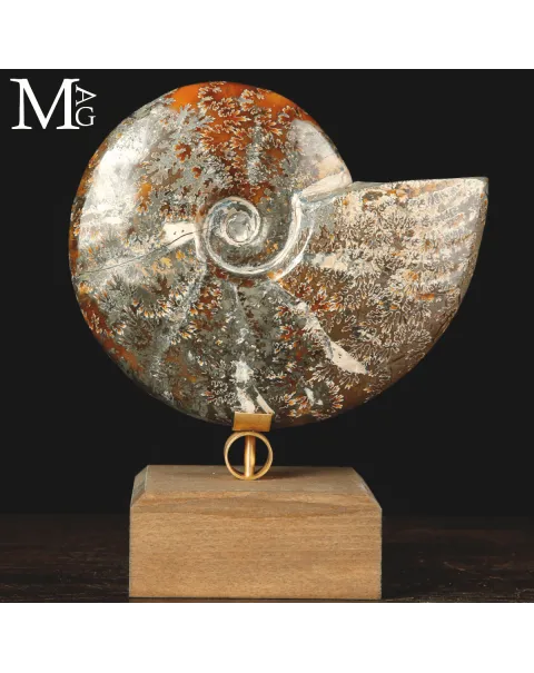 Ammonite fossile Cleoniceras su base di design.