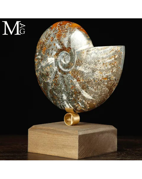 Ammonite fossile Cleoniceras su base di design.
