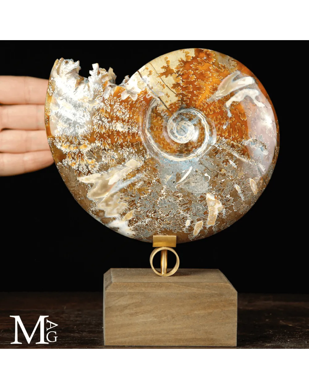 Cleoniceras sp. – Ammonite fossile dell’Albiano.