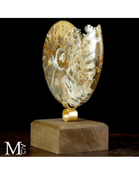 Cleoniceras sp. – Ammonite fossile dell’Albiano.