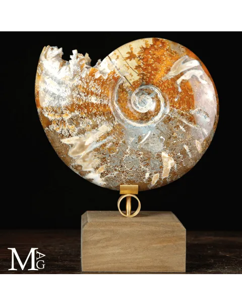 Cleoniceras sp. – Ammonite fossile dell’Albiano.