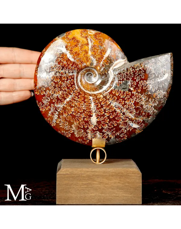 Cleoniceras sp. – Ammonite fossile del Cretacico...