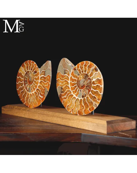 Ammonite Cleoniceras sezionata – Scultura paleontologica.