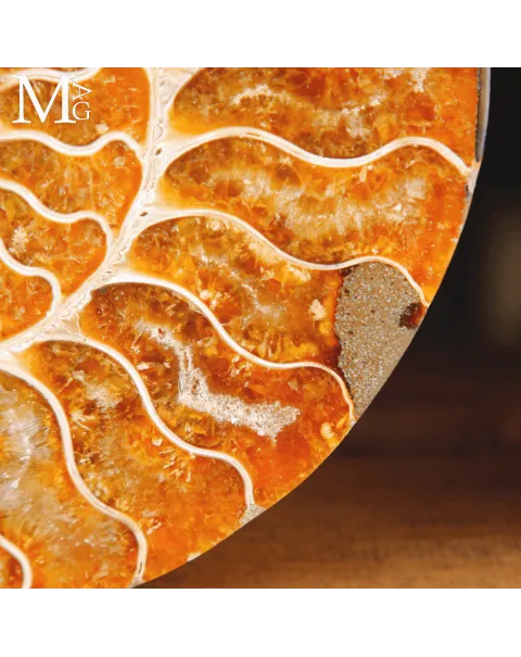 Ammonite Cleoniceras sezionata – Scultura paleontologica.