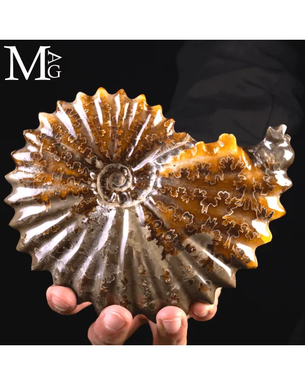 Ammonite Fossile Cleoniceras – Scultura