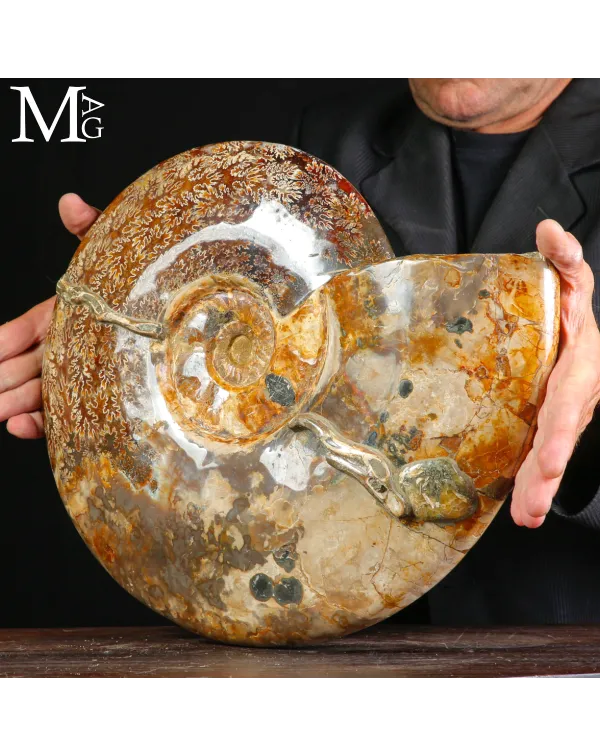 Straordinaria ammonite fossile Cleoniceras.