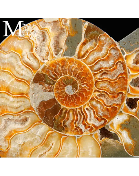 Ammonite Cleoniceras Sezionata su Base.