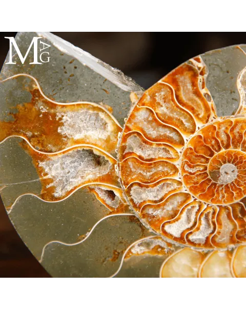 Ammonite Cleoniceras Sezionata su Base.