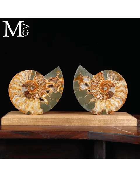 Ammonite Cleoniceras Sezionata su Base.