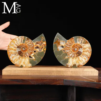 Ammonite Cleoniceras Sezionata su Base.