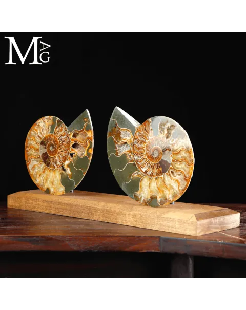 Ammonite Cleoniceras Sezionata su Base.