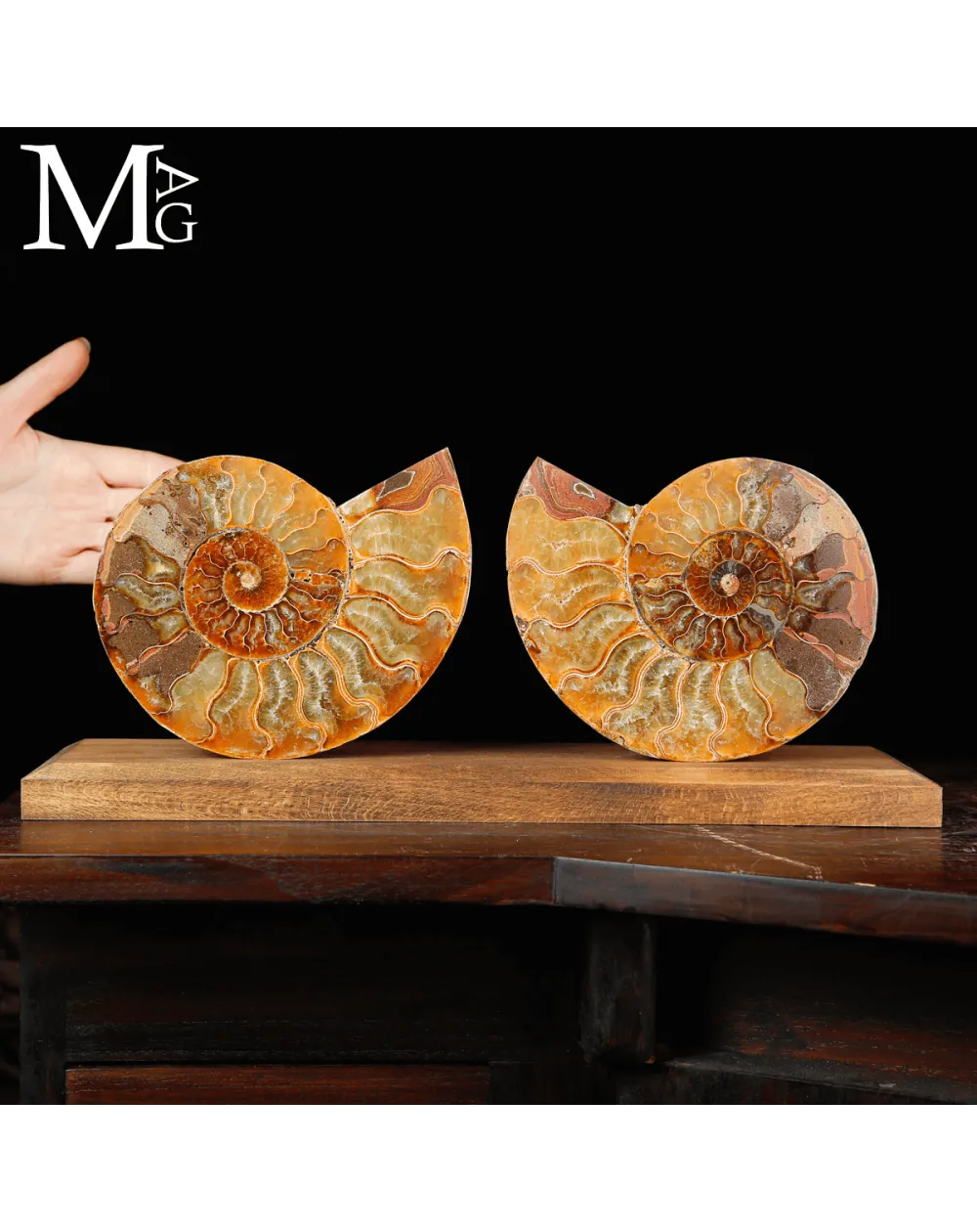 Ammonite Cleoniceras Sezionata – Dialogo della Spirale.