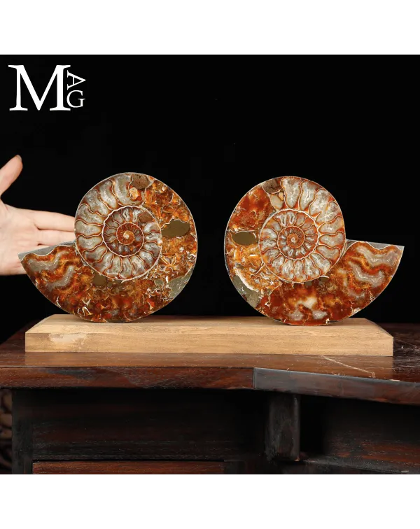 Cleoniceras Fossile – Spirale del Tempo.