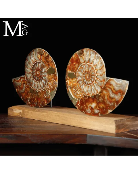 Cleoniceras Fossile – Spirale del Tempo.