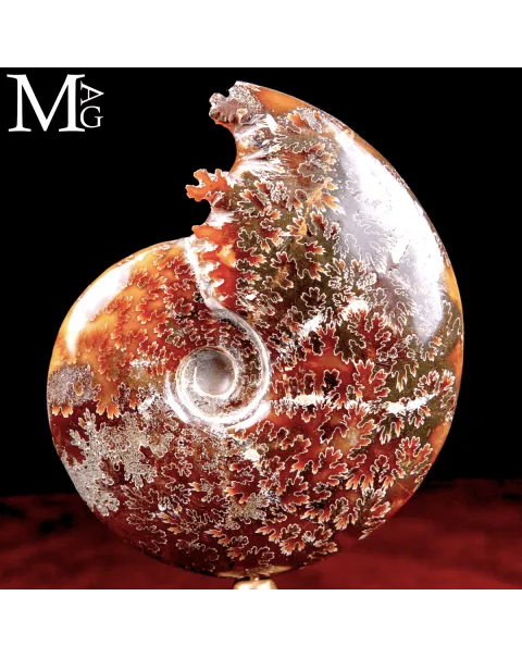 Ammonite Fossile Cleoniceras su Base in Ottone.