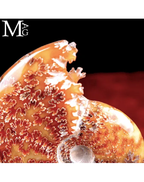 Ammonite Fossile Cleoniceras su Base in Ottone.