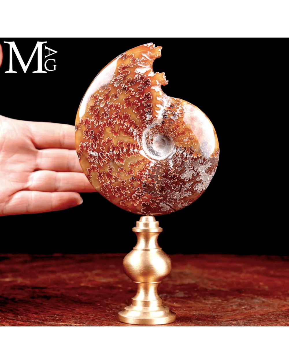 Ammonite Fossile Cleoniceras su Base in Ottone.