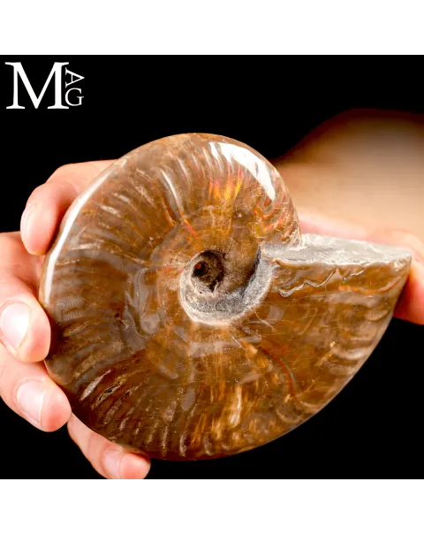 Ammonite Fossile Cleoniceras – Rosso Opalescente