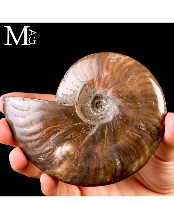 Ammonite fossile Cleoniceras – Rosso Iridescente
