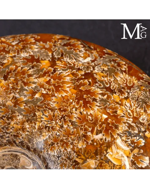 Ammonite Fossile Cleoniceras – Madagascar