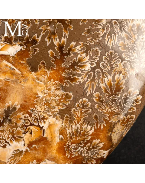 Ammonite Fossile Cleoniceras – Madagascar