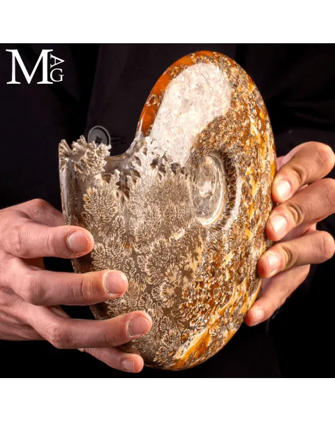Ammonite Fossile Cleoniceras – Madagascar