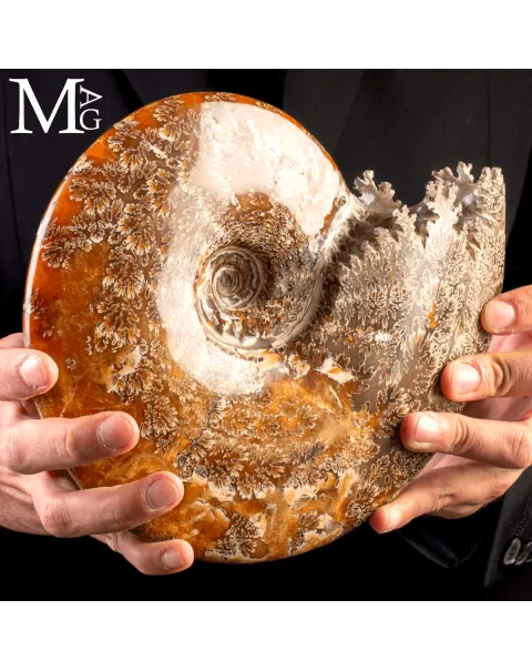 Ammonite Fossile Cleoniceras – Madagascar